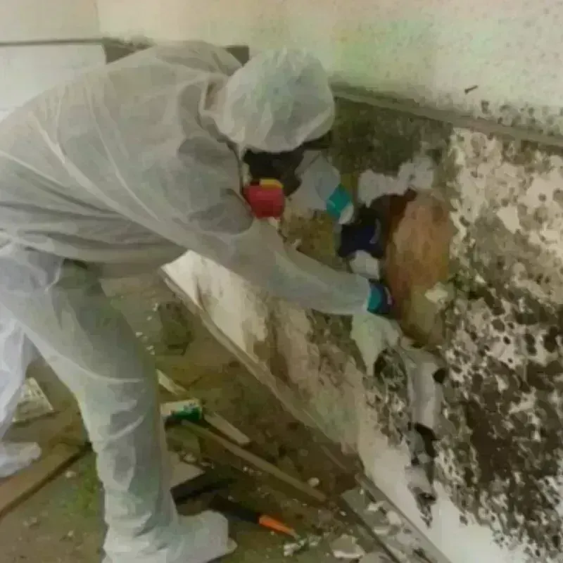 Mold Remediation and Removal in Osceola County, MI